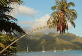 ����������� ���������, ������, ����, ���