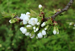 �����, �����, �����, ����