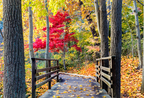 leaves, path, colors, trees, walk, autumn, forest, park, bridge