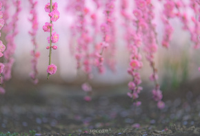 �����, ������, �������, ��������, �������� yocean