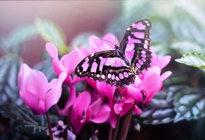 �����, �����, ������, ��������, �������