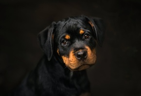 Rottweiler, ������, ����