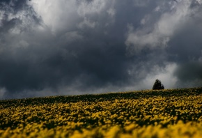 �������, ��������