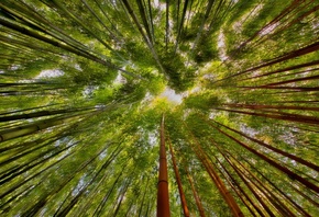 природа, бамбук