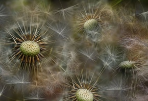 ��������, �����, ����������, �����