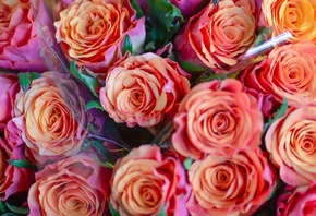 �����, ����, ��������