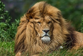 Лев, Lion, хищник