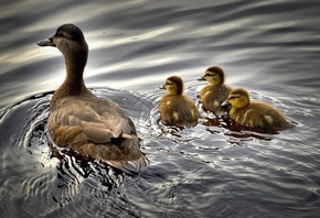 ����� ����, �����, ����, �����, ������, ����