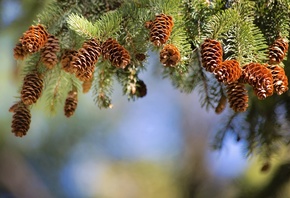 �������, �����, ����, �����