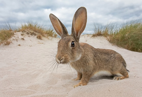 ����, ������, �������