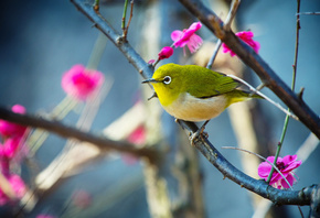 природа, весна, цветение, ветки, цветы, птицы мира, птичка, белый глаз, white-eye, Япония