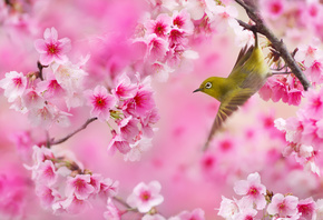 птица, фото, FuYi Chen, цветение, весна, вишня