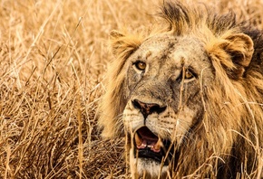 lion, grassland, savannah, Africa