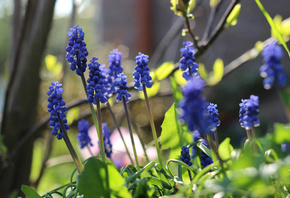 Bart, , , , , spring, nature, flowers, plants, , 