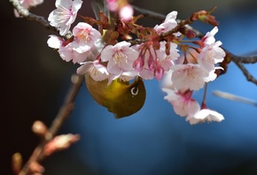 природа, весна, ветка, вишня, цветение, цветы, птичка, белый глаз, белоглаз ...