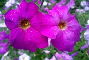 �������, �����, ����