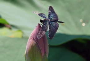 �������, ������, �����, �����, ��������, �����