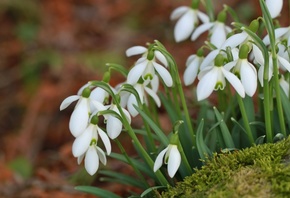 �������, �����, �����, ����������, �����������, ���