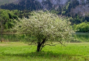 ������, ��������, ���, ����