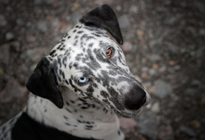 Dalmatian, Dog