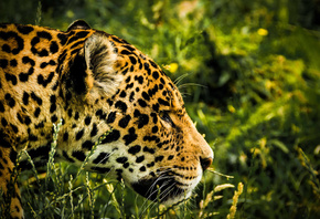 Jaguar, predators, jungle