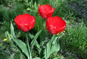 тюльпаны, трава, апрель