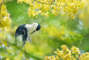 FuYi Chen, тропики, птица, птицы мира, ветки, цветение