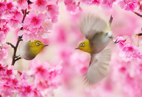 Fu-yi Chen, , , , , , , ,  