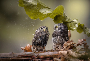 природа, осень, листья, лист, зонтик, птицы мира, птицы, совы, пара, дождь, капли