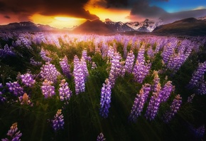 Исландия, природа, пейзаж, горы, долина, луг, цветы, люпины, лучи, тучи