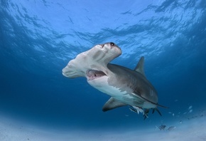Shark, , ,  