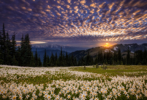 природа, пейзаж, фото, Doug Shearer, польові квіти, лилии, закат, захід сон ...