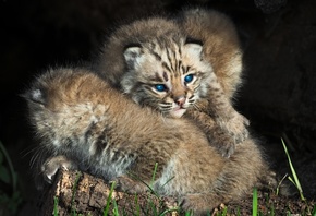 Bobcat, 