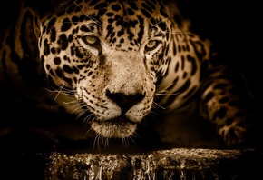 животное, хищник, леопард, взгляд, морда, вода