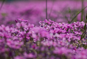 , , Flowers, Bart, , Bokeh