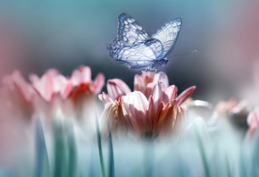 Eleonora Di Primo, �������, �����, �����, �������