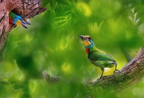 ����� ����, �����, ���������� ����������, ����, �������, �����, ������