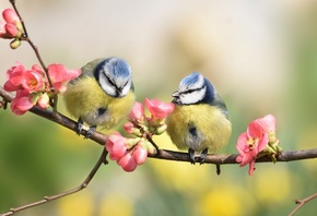 птицы мира, птицы, парочка, синицы, ветка, цветение, весна