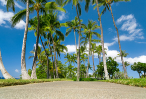 Sunny, palm trees, sea, the sky, tropics, clouds, Hawaii