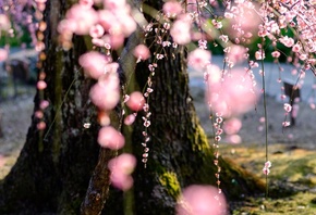 природа, весна, цветение, дерево, ветки, сакура