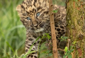 животное, хищник, леопард, детёныш, природа, дерево, трава