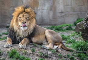 , Lion