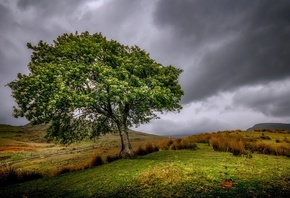 field, the sky, tree