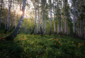 Павел Силиненко, природа, лето, роща, деревья, берёзы, поляна, цветы, солнц ...