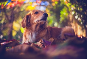 животное, собака, пёс, ретривер, природа, осень, листья
