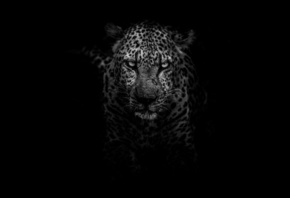 Leopard, Dark