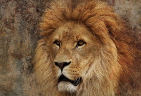 lion, лев, Africa, хищник