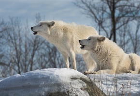 животные, хищники, волки, пара, природа, зима, снег