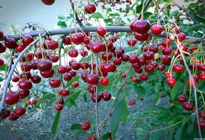 �����, �����, ����