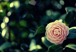 цветок, розовый, камелия, размытый фон
